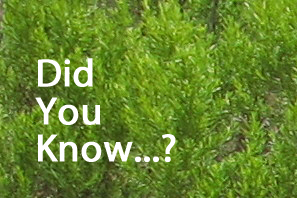 Featured Did You Know 2